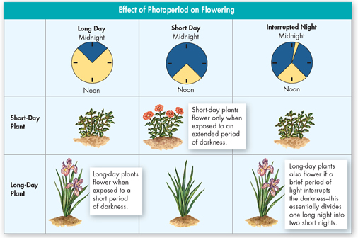 A 3 by 3 matrix shows the effects of Photoperiod on flowering.