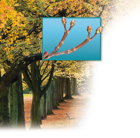 A row of trees in winter with an inset image of showing waxy scales that cover and protect new stem and leaf buds.