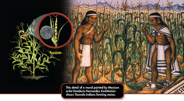 One plant of teosinte and one plant of modern corn with two inset diagrams showing kernels of teosinte and corn.