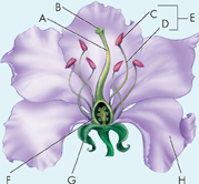 Identifying the parts of a flower named as A, B, C, D, E, F, G and H.