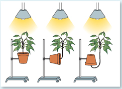 Three plants placed under artificial lights -one kept in usual position, second one kept in horizontal position and third one kept in upside down position but the growth of all the three plants is in upward direction towards light.