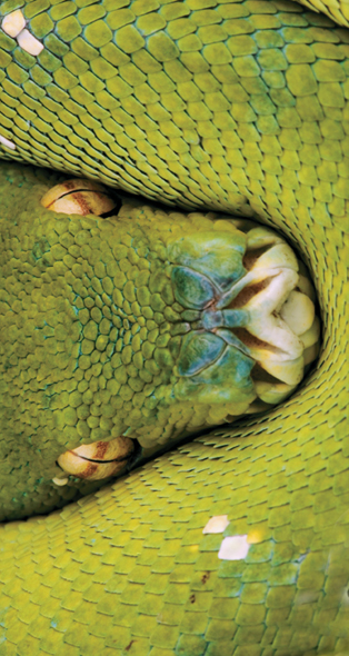 A coiled snake.