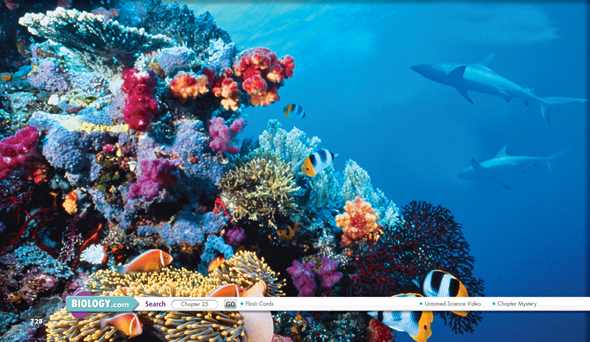 Two sharks along with many species of fish seen near coral reef.