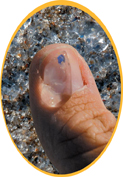 A slime on thumb nail.