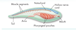 An illustration showing 'Characteristics of Chordates'. The parts are labeled as:
 Mouth
 Hollow nerve cord
 Notochord
 Pharyngeal pouches
 Anus
 Muscle segments
 Tail