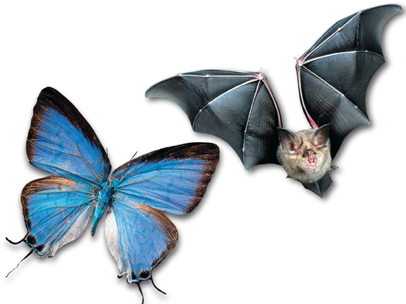 A butterfly and a flying bat.