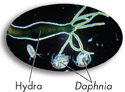 A magnified image shows a hydra’s tentacles touching Daphnia.