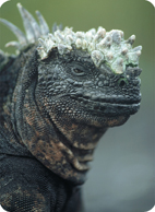 A marine iguanas.