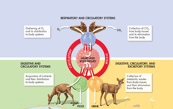 An illustration showing the structures of a deer's respiratory, digestive, and excretory systems.