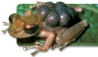 A pygmy marsupial frog.