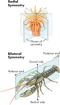 An illustration showing 'Body Symmetry of Sea Animals.'