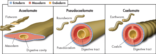 An illustration depicting 'tissue structures of three worms.'