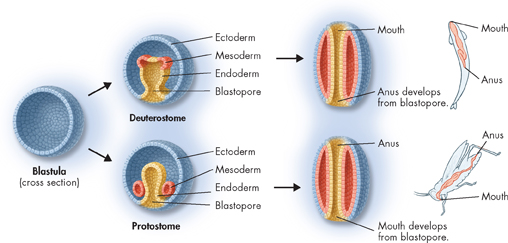 An illustration for 'Blastula and Blastopore Formation.'