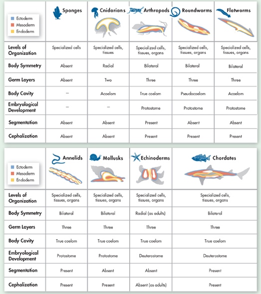 A tabular representation on the body plans of modern invertebrates and chordates suggesting evolution from a common ancestor.
