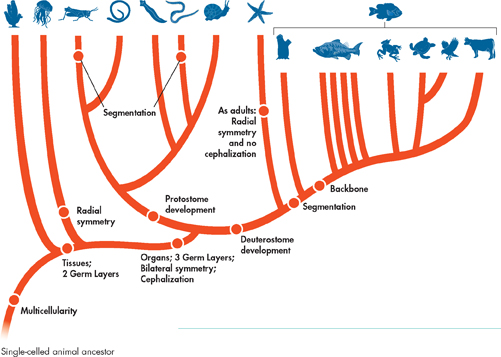An illustration on 'Cladogram of Animals' depicting evolutionary relationships among major groups of animals.