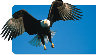 A flying eagle.