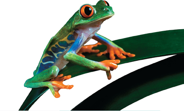 A frog sitting on a leaf.