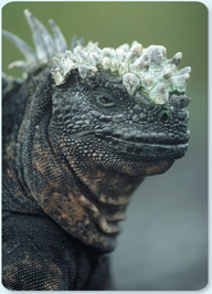 A marine iguanas.