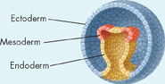 The image shown here is a developing embryo. Its outer layer is marked as 'Ectoderm' and inner part have 'Mesoderm' and 'Endoderm.'