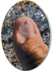 A slime on thumb nail.