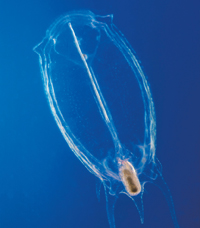 A jellyfish.