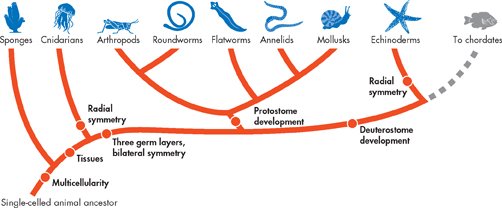 A cladogram of Nonchordate Invertebrates.