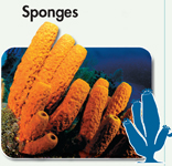 A photograph of sponges on sea bed and a drawing of sponges.