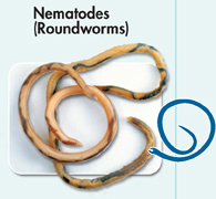 A photograph of nematode and a drawing of roundworm.