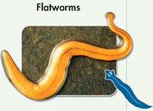 A photograph of flatworm and a drawing of flatworm.