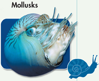 A photograph of mollusk and a drawing of a snail.
