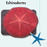 A photograph of Echinoderm (sea star) and a drawing of star fish.
