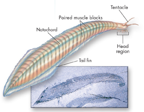 A diagram illustrating Pikaia, an earliest chordate. The body parts of pikaia shown are Tentacle, Head region, Paired muscle blocks, Notochord and Tail fin.