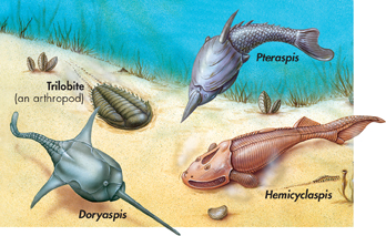 The diagram shows four ancient jawless fishes which includes:
 Trilobite (an arthropod).
 Doryaspis.
 Pteraspis.
 Hemicyclaspis.