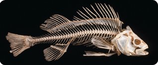 A bony skeleton of perch fish.
