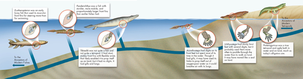 The cladogram shows a few of the animal groups in the evolution of the feet of tetrapods from the fins of ancient bony fish.