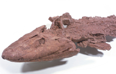 A photograph of 375-million-year-old Tiktaalik fossil.