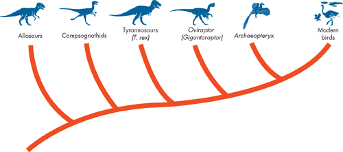 A cladogram shows that none of the groups has direct ancestors of modern reptiles and birds. The groups shown from present time to past are Modern birds, Archaeopteryx,  Oviraptor (Gigantoraptor), Tyrannosaurs (T. rex), Compsognathids, and Allosaurs.