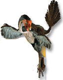 The illustration of a dinosaur-bird ancestor.