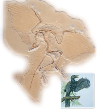 Archaeopteryx, an early Bird Archaeopteryx, is shown both in the fossil and artist’s conception.