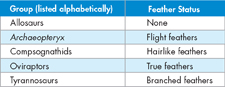 A table showing the evolution of feathers in some groups of dinosaurs that preceded modern birds.