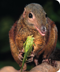 A tree shrew holding an insect.