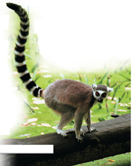A lemur, standing on wood block.