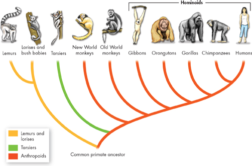 The diagram illustrates current hypotheses about evolutionary relationships among modern primates.
