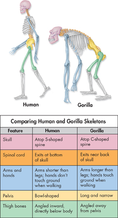 An illustration and a table demonstrates comparison of Hominoid, which includes human and Gorilla.