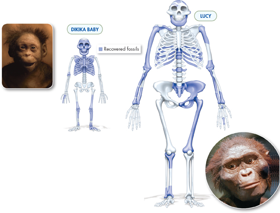 A skeleton and photograph of Lucy and Dikika Baby.