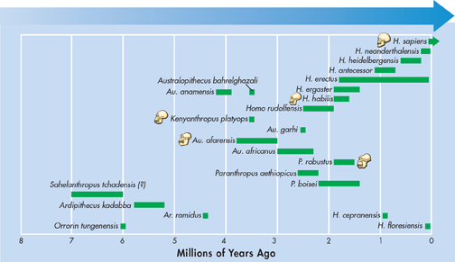 The diagram shows hominine species known from fossils and the time ranges during which each species probably existed.