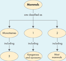 A concept map on Mammals.