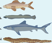 An illustration of four fishes.