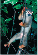 The image of a monkey hanging on a tree.