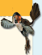 The illustration of a dinosaur-bird ancestor.